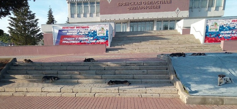отлов собак телефон в брянске. Смотреть фото отлов собак телефон в брянске. Смотреть картинку отлов собак телефон в брянске. Картинка про отлов собак телефон в брянске. Фото отлов собак телефон в брянске