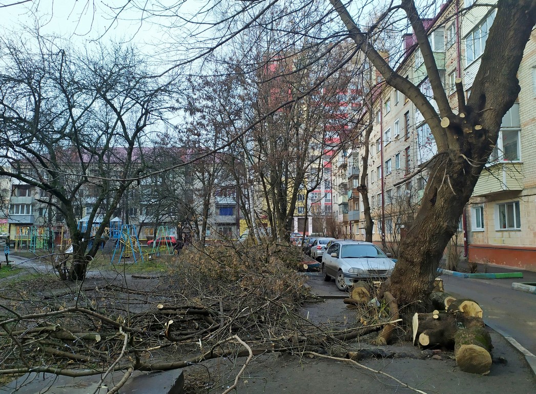 Брянск едва не потерял мемориальный дуб - Брянский ворчун