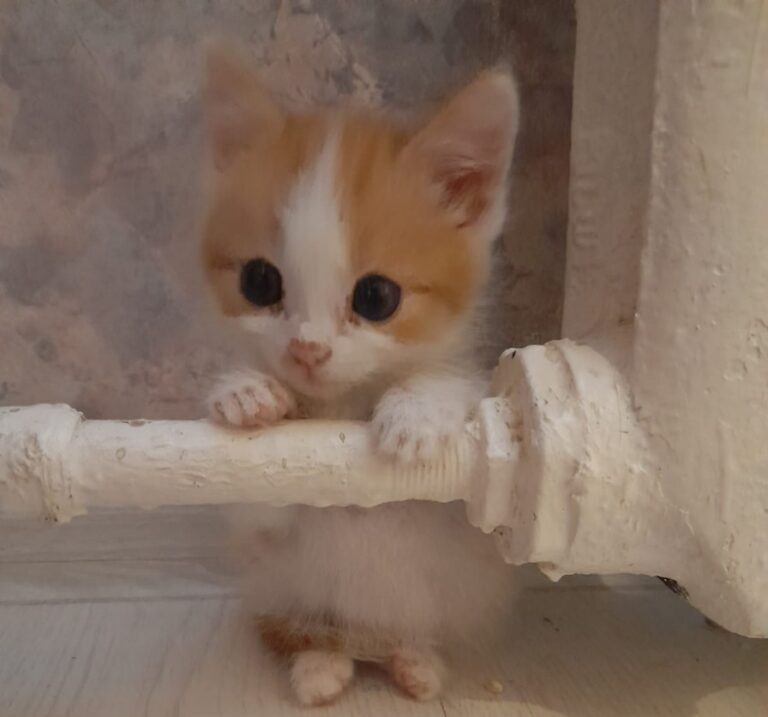 В Брянске показали первую в жизни котенка Лучика мимишную фотосессию