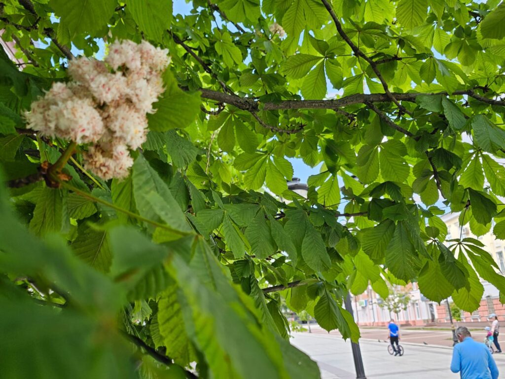 В Брянске снова красиво зацвели каштаны на бульваре Гагарина - Брянский  ворчун