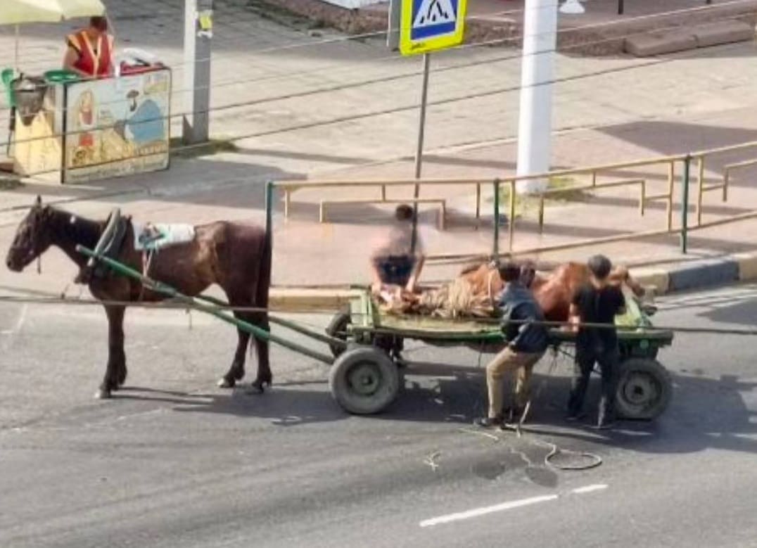 В Брянске выжившего после ДТП цыганского жеребенка наверняка прикончат -  Брянский ворчун