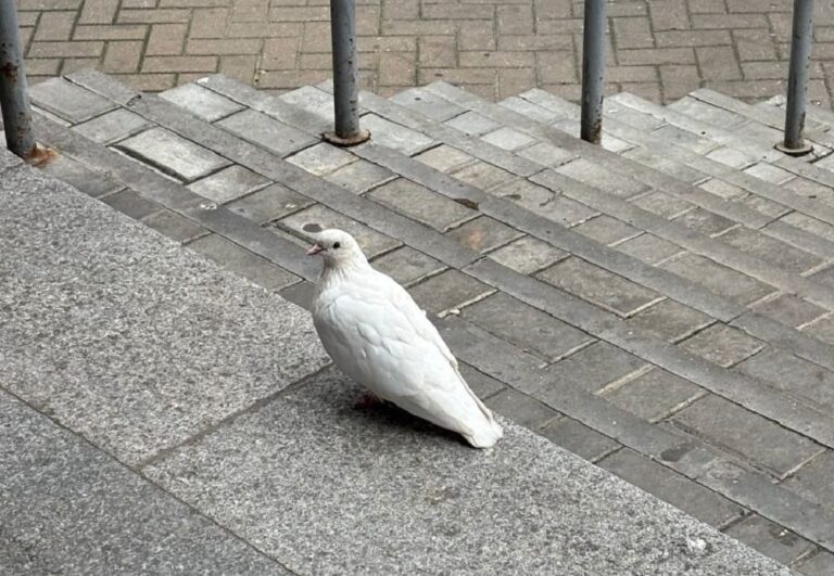 В Брянске увидели на улице редкого белого голубя