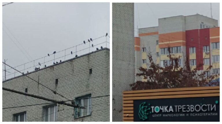 В Брянске голуби прилетели массово на "Точку трезвости"