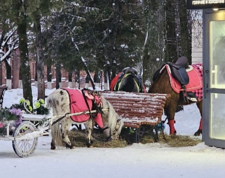 У Брянской областной Думы стали пасти маленьких лошадей
