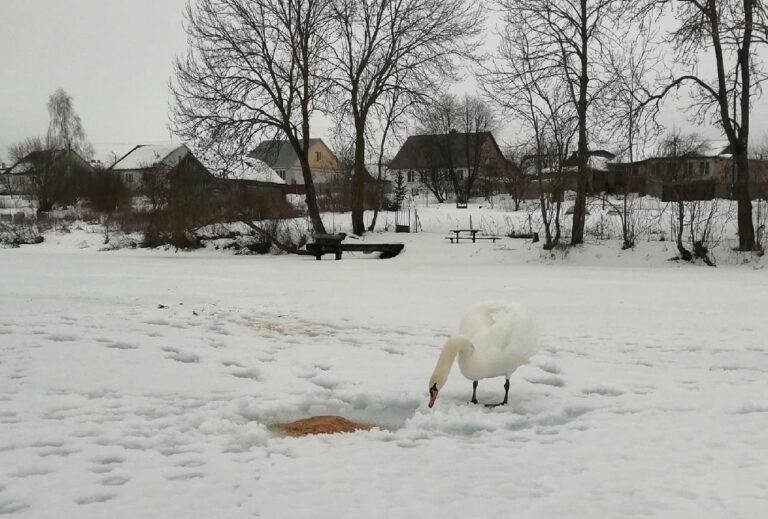 Брянские селяне подкармливают на озере лебедей