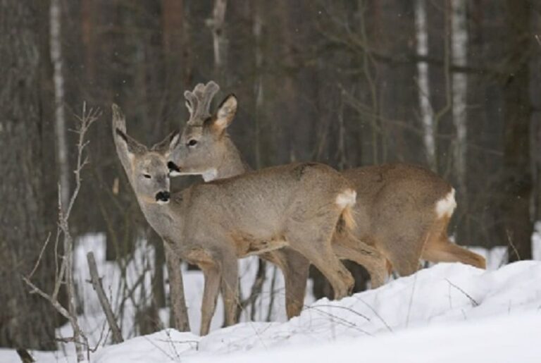 В заповеднике "Брянский лес" заметили целующихся косулей