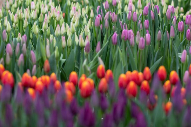 В частных теплицах Брянска вырастили десятки тысяч тюльпанов к 8 Марта