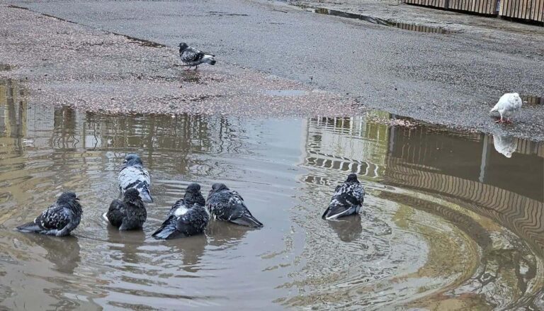 В Брянске точно началась весна: голуби приступили к водным процедурам