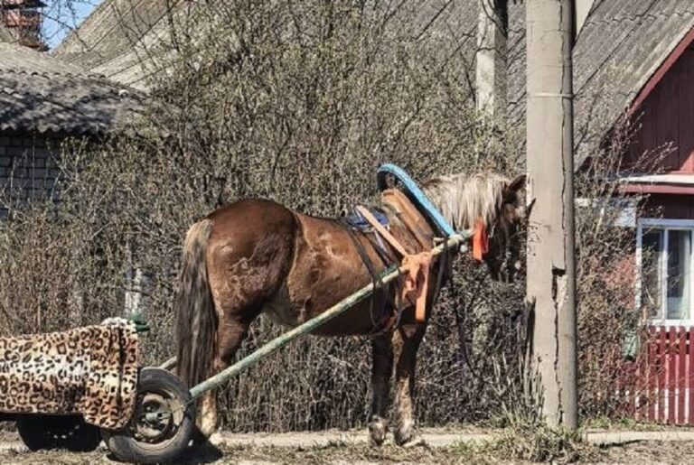 В Брянске фонарный столб столкнулся лоб в лоб с цыганским конём