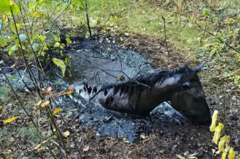 Может погибнуть вызволенный из огромной ямы с мазутом на Снежетьской жеребёнок