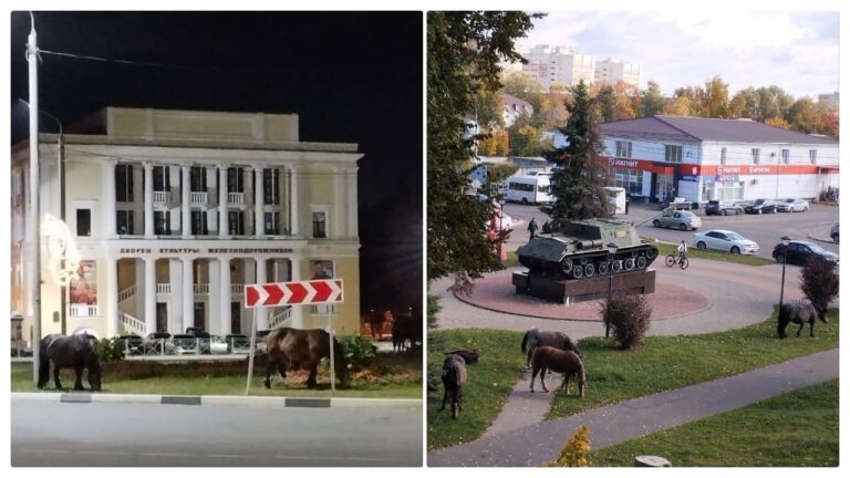 Цыганские лошади захватили центр Брянска-II и его сквер у Вечного огня