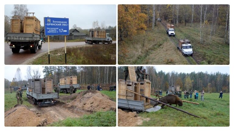 15 лет назад в заповеднике "Брянский лес" появились краснокнижные зубры